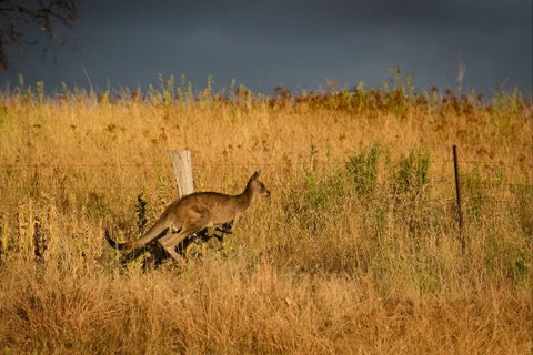 Mt Bellevue Lodge - King Valley - Darwin Holiday 5