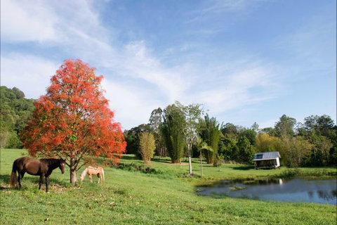 Nimbin Waterfall Retreat - Darwin Holiday 1
