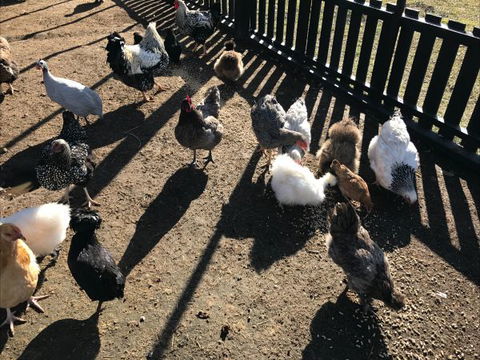 The Woods Farm - Darwin Holiday 4
