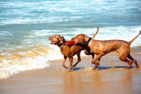 Tilba Coastal Retreat - Darwin Holiday 8