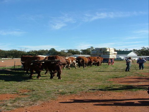 Trundle Showground - Darwin Holiday 1