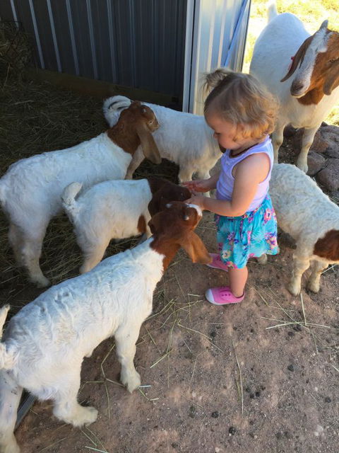 Yalooka Farm - Darwin Holiday 7