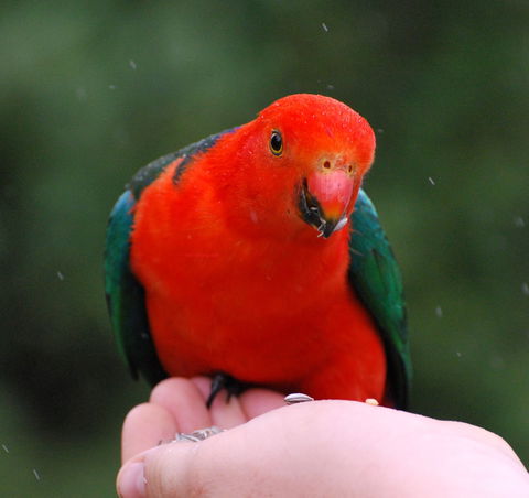 Bellthorpe Stays - Nature's Retreat - Darwin Holiday 1