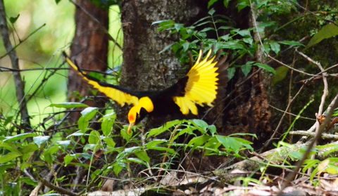 Bellthorpe Stays - Nature's Retreat - Darwin Holiday 4