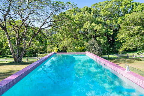 Bellbird - Darwin Holiday 1