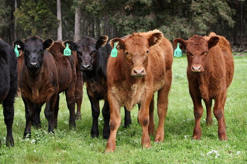 Boronia Farm - Darwin Holiday 3
