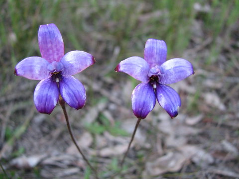 Boronia Farm - Darwin Holiday 4