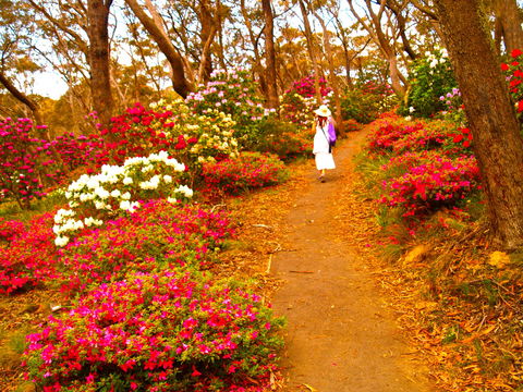 Gardners Inn Hotel Blackheath - Darwin Holiday 4