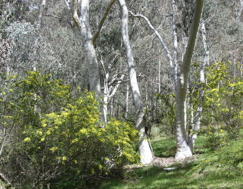 Highfield Farm And Woodland Bush Campsites - Darwin Holiday 4