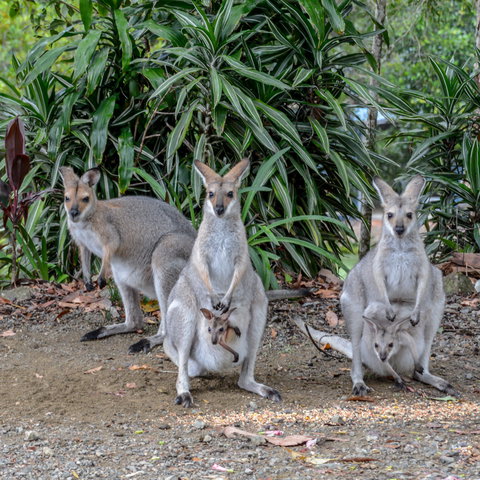 Maleny Country Cottages - Darwin Holiday 9
