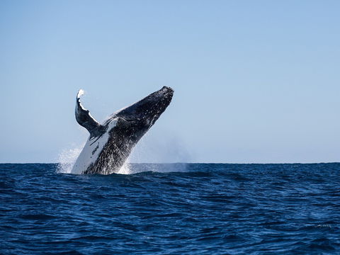 Sal Salis Ningaloo Reef - Darwin Holiday 2