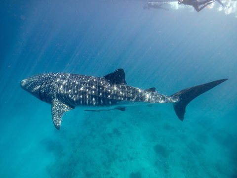 Sal Salis Ningaloo Reef - Darwin Holiday 6
