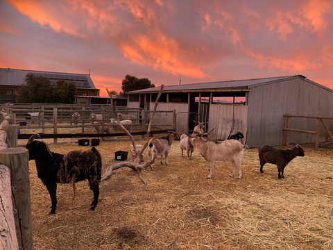 Tarnasey Farm - Schilling's Shack - Darwin Holiday 4