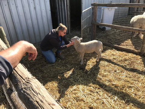 Tarnasey Farm - Schilling's Shack - Darwin Holiday 6