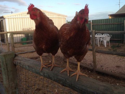 Tarnasey Farm - Schilling's Shack - Darwin Holiday 7