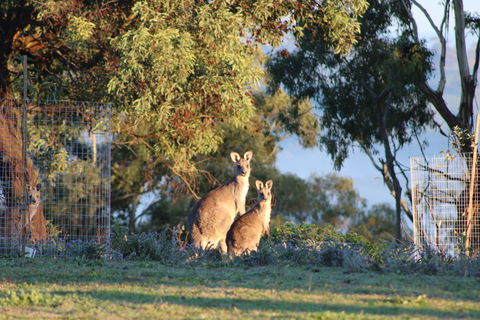 Abercrombie Ridge - Darwin Holiday 7