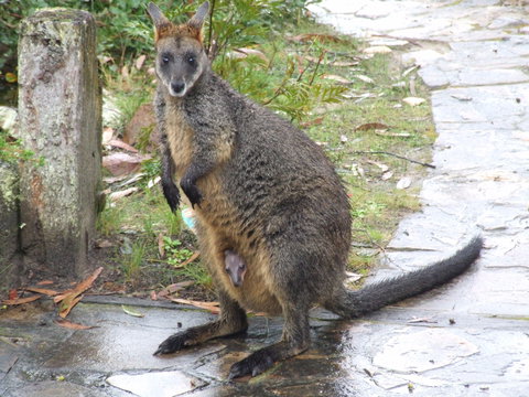 Aquila Eco Lodges - Darwin Holiday 4