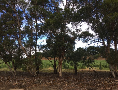 Eldorado Tourist And Residential Park - Darwin Holiday 6