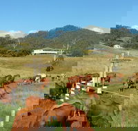 Farringdon Homestead - Darwin Holiday