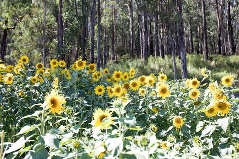 Gracefield Estate - Darwin Holiday 1