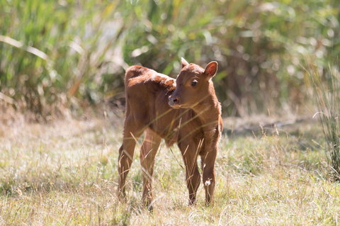 Gracefield Estate - Darwin Holiday 2