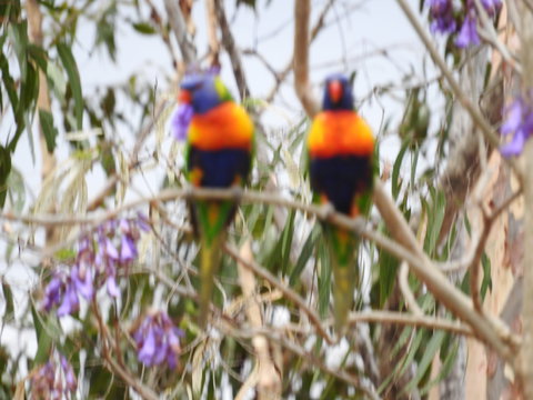 Twilight Grove Farm Bed And Breakfast - Darwin Holiday 0