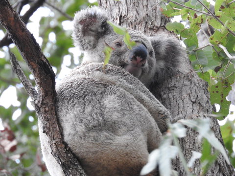 Twilight Grove Farm Bed And Breakfast - Darwin Holiday 1