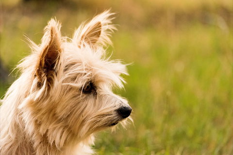 Barkala Farmstay - Darwin Holiday 1