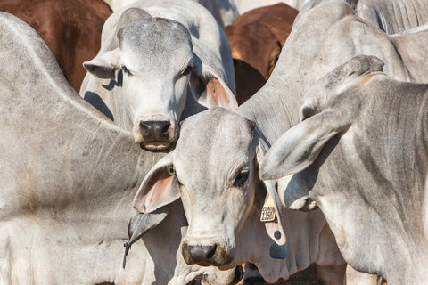 Bullo River Station - Darwin Holiday 1