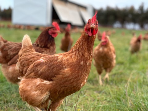 Rocklea Farm - Darwin Holiday 1