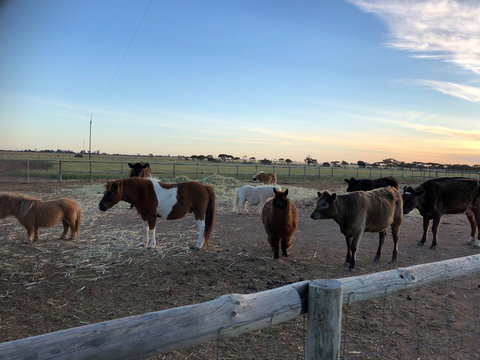 Tarnasey Farm - Bump's Barn - Darwin Holiday 1