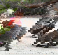 The Patriarch Wildlife Sanctuary Camping Ground - Darwin Holiday