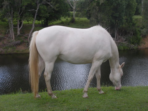 Imbil Bridge Farm And Homestead - Darwin Holiday 1