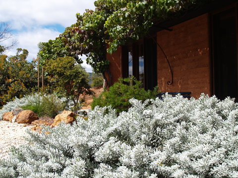 Kangaroos In The Top Paddock - Darwin Holiday 0