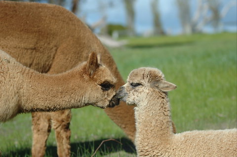 MillDuck StrawBale B&B - Darwin Holiday 2