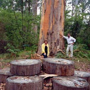 Northcliffe Bibbulmun Break Motel - Darwin Holiday 4