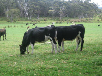 Meerup Springs Farmstay - Darwin Holiday 1