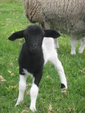 Meerup Springs Farmstay - Darwin Holiday 2