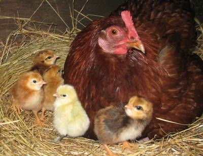 Meerup Springs Farmstay - Darwin Holiday 4