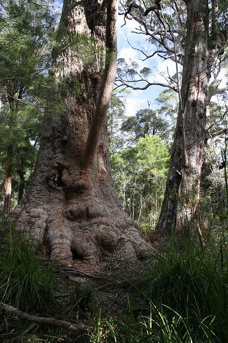 Valley Of The Giants Cottage - Darwin Holiday 0