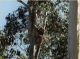 Bush Haven - Darwin Holiday 1