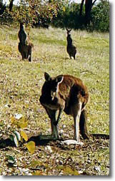 Country Cottages - Darwin Holiday 5