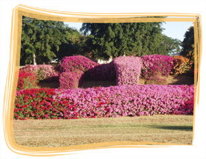 Capricorn Holiday Park - Darwin Holiday 3