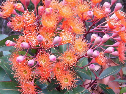 Nutkin Lodge - Darwin Holiday 5