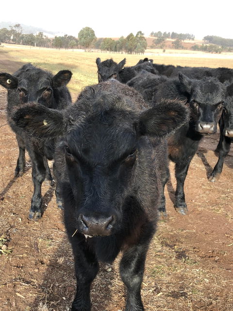 Wallinga Studio Farmstay - Darwin Holiday 1