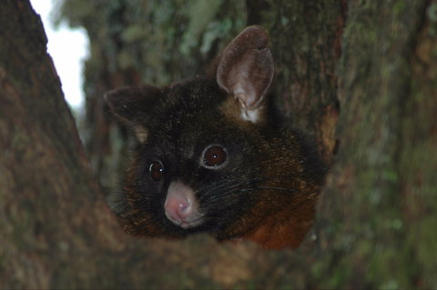 Newry Park Cottage - Darwin Holiday 2
