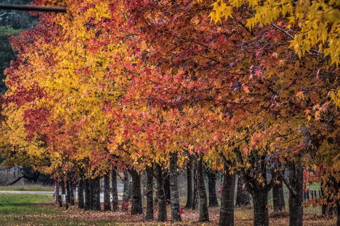 Porepunkah Bridge Holiday Park - Darwin Holiday 2