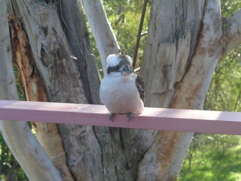 Kookaburra Dreaming - Darwin Holiday 0