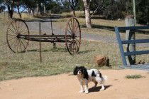 Bumblebrook Farm Motel - Darwin Holiday 5