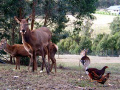 Carolins Organic Farm - Darwin Holiday 4
